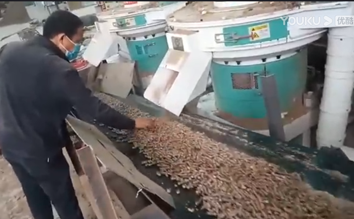 山西張總檢查顆粒機製粒情況