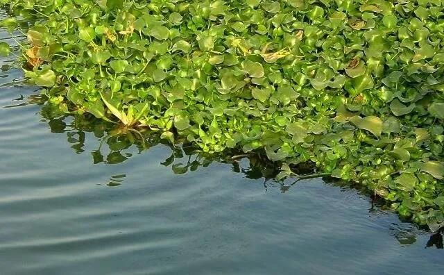 水葫蘆藤曼 水葫蘆藤曼