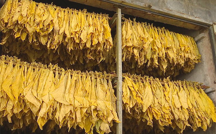 生物質燃料顆粒機顆粒全產業鏈，利用木材邊角料、秸稈、稻草、稻殼、花生殼、玉米芯、油茶殼、棉籽殼等廢料，加工形成塊狀和顆粒狀環保新能源，助力烤煙烘烤，推進鄉村振興