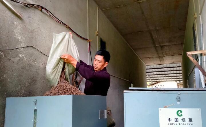 石城縣高田鎮上柏村煙農陳遠朝在向生物質燃燒機添加生物質顆粒燃料 石城縣高田鎮上柏村煙農陳遠朝在向生物質燃燒機添加生物質顆粒燃料