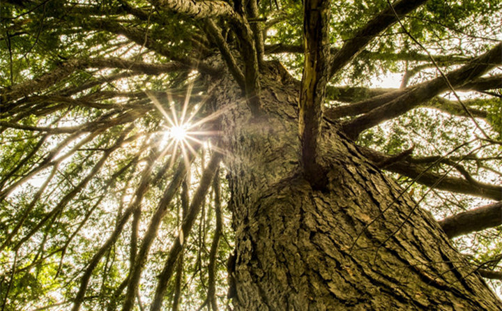生物質顆粒機，主要都加工哪些原料？