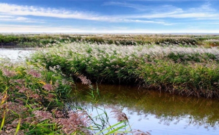 湖上開來水草清理船，蘆葦等可作為生物質發電廠原料