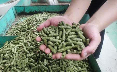 河北生物質顆粒機加工的顆粒為什麼會變黑？