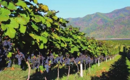 果樹枝可以製作燃燒顆粒嗎？需要用哪種生物質顆粒機？