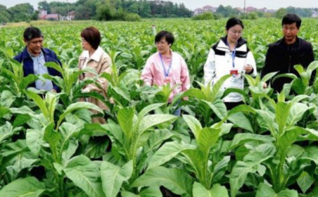江西吉安：生物質烘烤 &ldquo;點燃&rdquo; 煙葉產業綠色轉型之路
