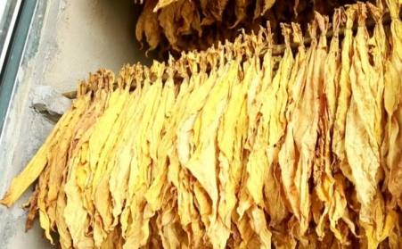 鎮安萬畝烤煙進入采烤期 生物質燃料引領產業升級